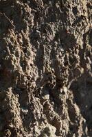 The textured tree bark showcases intricate patterns that are stunning and unique to nature photo