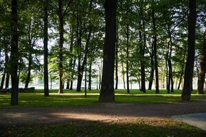 A Beautiful and Serene Forest Scene with Sunlight Filtering Softly Through the Trees photo