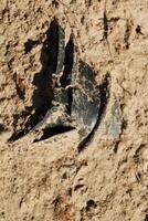 A Fragment of Dark Material That is Deeply Embedded Within the Earth Itself, Unearthed photo