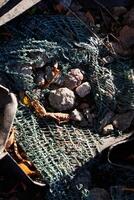 A Rustic Scene Illustrating Debris Along With Natures Resilience and Endurance Amidst Struggles photo