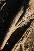 Beautifully Intricate Tree Roots Captured in Stunning Natural Light Within Natures Splendor photo