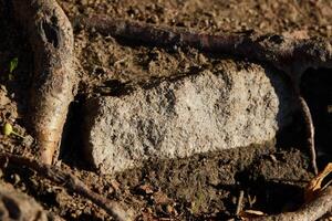 The Intricate Texture of a Stone Embedded in Undergrowth, Encircled by Roots and Soil photo