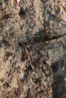 Exploring Natures Ground The Essential Connections of Soil, Roots, and Organic Materials photo