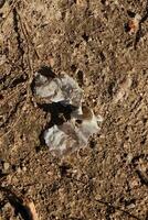 Delicate Fragments on Earth Natures Intriguing and Beautiful Patterns Revealed in Detail photo