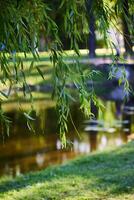 A tranquil park scene features a beautiful weeping willow reflected in the water photo