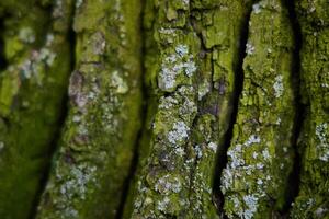 Closeup view of beautifully textured tree bark adorned with vibrant moss and lichen photo