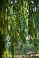 The Lush Green Willow Leaves are Hanging Gracefully from Their Branches in the Breeze photo