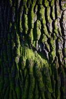 A CloseUp View of Textured Tree Bark Surrounded by Lush Green Moss and Natural Elements photo