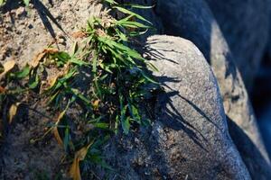 A CloseUp View of Grass and Rock Texture in a Beautiful Natural Setting Outdoors photo