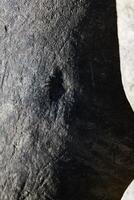 A CloseUp View of a Textured Surface Featuring Distinct Dark Markings and Patterns photo