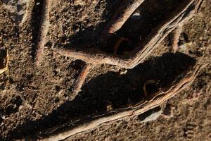 Intricate Roots and their Connection on Earths Surface Captured Beautifully in Natural Light photo