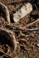 Exploring the Intricate Roots and Soil Texture Found Within a Natural Environment photo