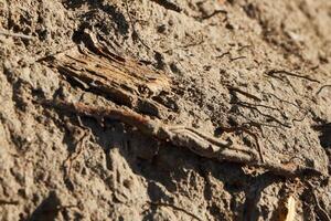 Natural Texture Emphasizing Earthy Patterns and Elements Found in Natures Splendor photo