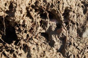 An InDepth and Detailed CloseUp of Earth, Roots, and Various Natural Textures Found in Soil photo