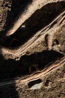The complex and intricate roots are beautifully intertwined within the rich soil beneath us photo