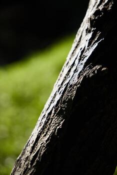 Textured Tree Bark Set Against a Soft and Lush Green Background Creating a Vibrant Scene photo