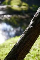 A tranquil nature scene featuring a beautifully sunlit tree with a serene water reflection photo