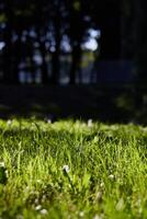 Lush and Vibrant Green Grass Bathed in Beautiful Natural Light of Daytime Conditions photo