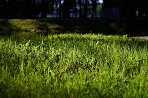 A Vibrant and Lush Green Grass Spreading Vastly Beneath a Gentle and Soothing Light photo