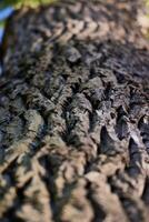 InDepth Examination of the Textural Features of Tree Bark Within Its Natural Environment photo