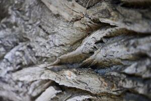 Closeup view of beautifully Textured Tree Bark, showcasing intricate details of nature photo