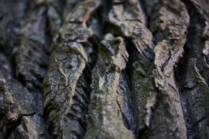 A Beautiful CloseUp Photograph Showcasing the Textured Tree Bark and Its Unique Patterns photo
