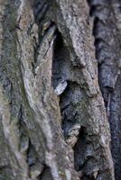 CloseUp View of Textured Tree Bark with Hidden Intricate Details Revealed Up Close photo