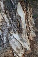 A Magnificent CloseUp of an Unusual Tree Bark Texture and Intricate Patterns Revealed photo