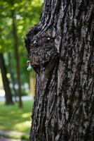 The Fascinating Face of Nature An Exquisite Unique Tree Bark Texture and Its Splendor photo