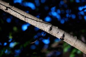 Natures Serenity A CloseUp of a Tree Branch Capturing Its Intricate Beauty and Calmness photo