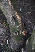 The Unique and Intricate Texture of a Tree Trunk Showcasing Natural Features Within Nature photo