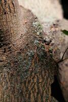 A CloseUp View of Textured Tree Bark Featuring Lichen and Unique Natural Patterns photo