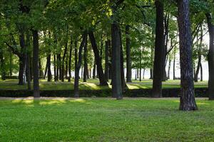 A serene green forest where sunlight shines through the trees, creating a tranquil atmosphere photo