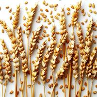 Ears of wheat isolated on white background. Top view. Flat lay. photo