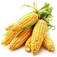 Fresh corn on the isolated on white background. Clipping Path photo