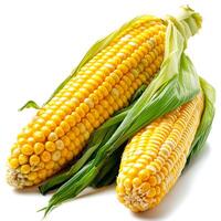 Fresh corn on the cob. Isolated on a white background. photo