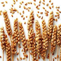 Ears of wheat on white background. Flat lay, top view. photo