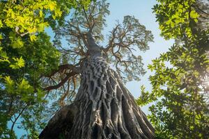 Towering tree with textured bark reaches blue sky under dappled sunlight photo