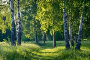 Tranquil forest with birch trees and sunlight evokes calm and connection photo