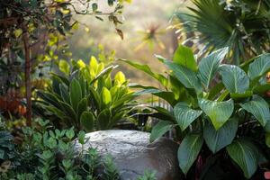 Large stone, lush plants, sunlight filters through, tranquil natural environment photo