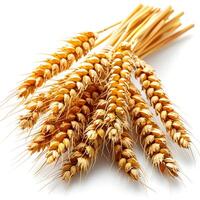 Ears of wheat isolated on white background close up. Golden ears of wheat. photo
