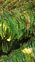 Tobacco leaves drying on the sun photo