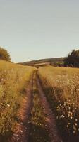 Countryside Path in Golden Sunlight photo