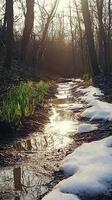 Winter Forest Path with Melting Snow photo