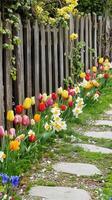 Spring Garden with Colorful Tulips and Daffodils photo