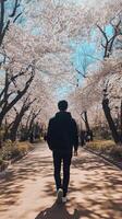 Cherry Blossom Walkway A Spring Day Stroll photo