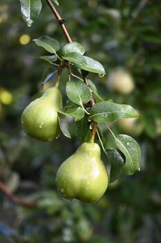 A pear tree with green fruit hanging from the branches photo