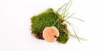 A mushroom and some grass on a white background photo