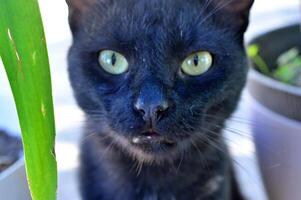 A black cat looking at the camera photo