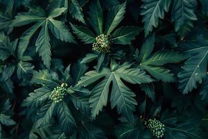 Exploring the Lush Greenery. A Close-Up View of Deep Green Leaves and Buds, Revealing Intricate Details of Nature's Design with Stunning Visuals and Captivating Textures. photo